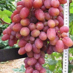 Юлиан