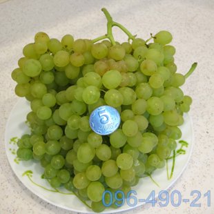Кишмиш 342