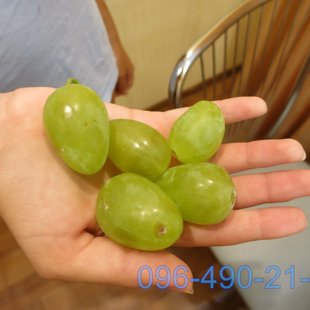 Монарх