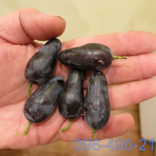 Памяти Негруля