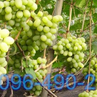 Подарок Запорожью