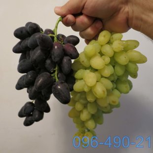 Разные сорта