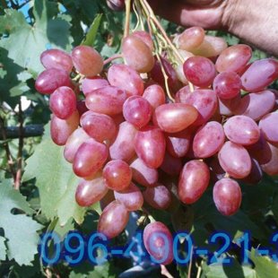 Розовая Ультра