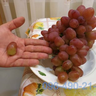 София